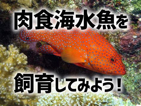 肉食魚種類|肉食魚を飼育してみよう！特徴・メリット・デメリッ。